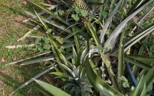 Carib Bight, Lot #6, Mariposa Roatan